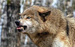 153795-wolves3-angry-wolf